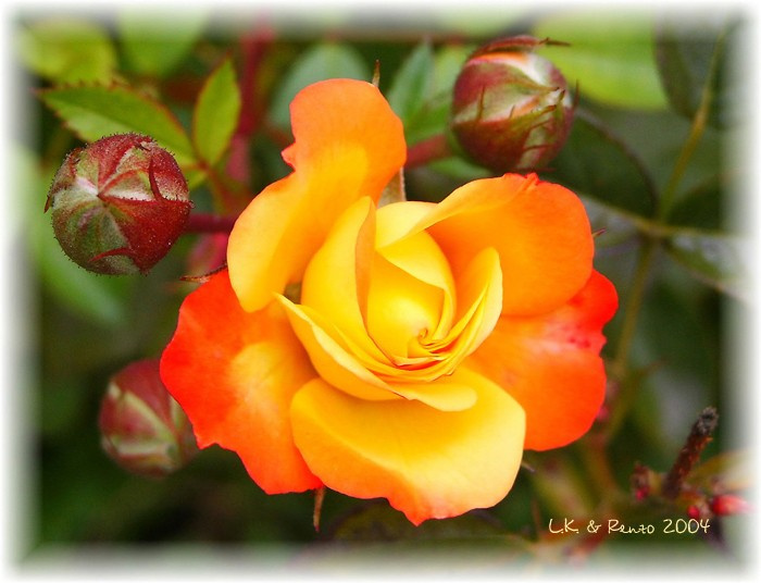 Rose 