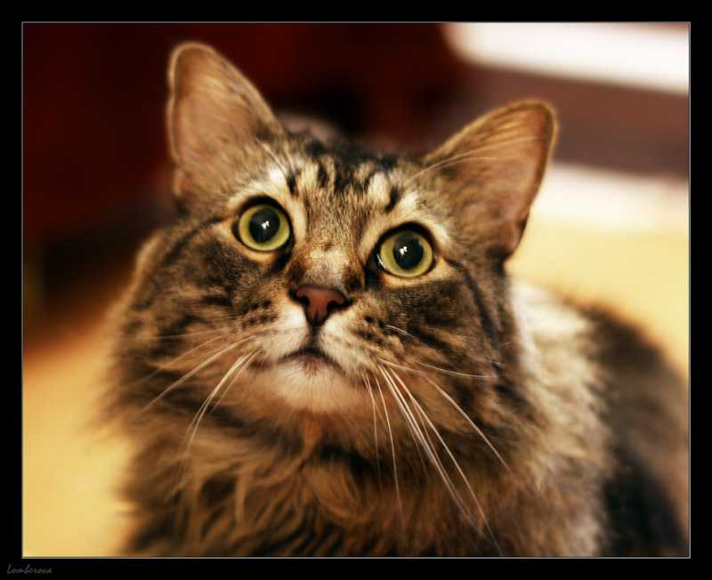 *** кот
