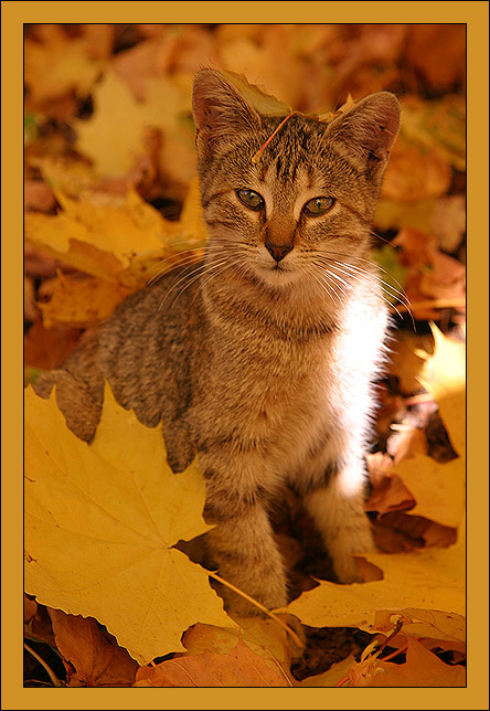 Жёлтый котёнок котёнок в осенних листьях