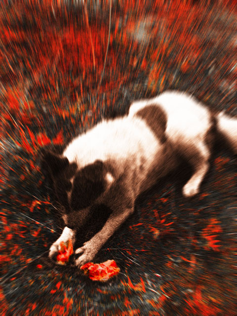 Ein Hund собака красный кровь