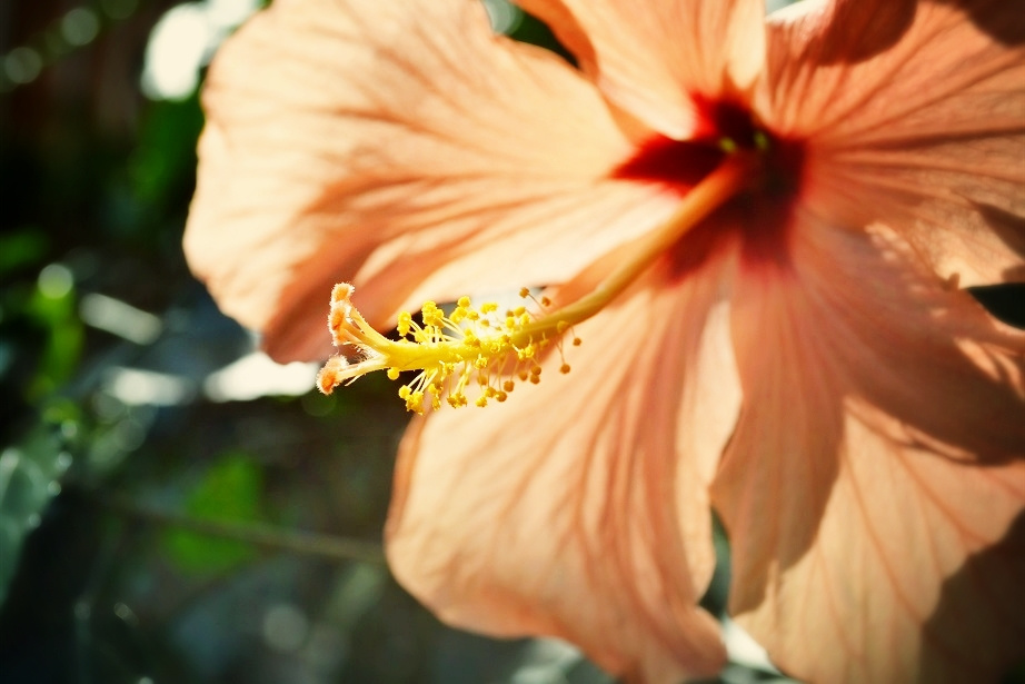 flower of a phoenix,Chinese rose rose nature beauty flowers flower photo