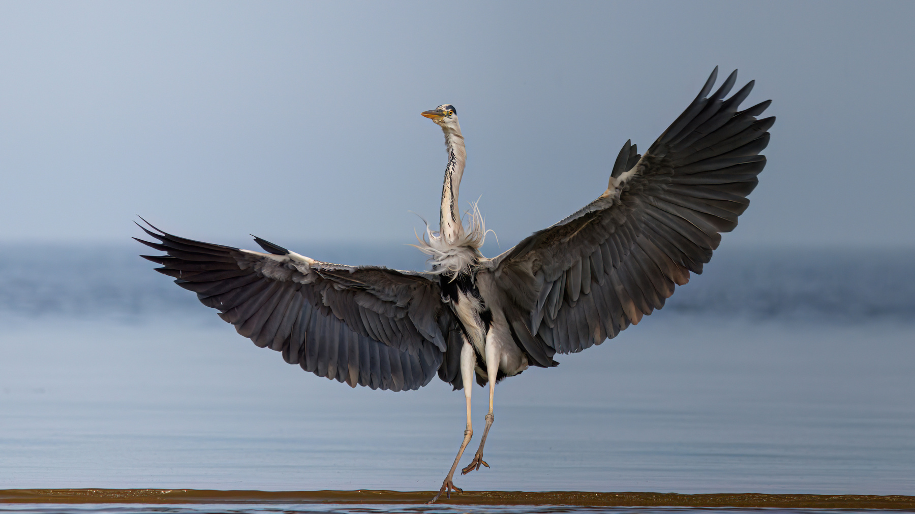 Ба! Какие люди! серая цапля ardea cinerea grey heron куршский залив