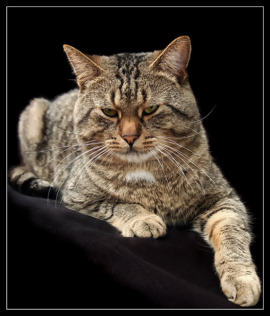 Настоящие мужчины Злючий кот