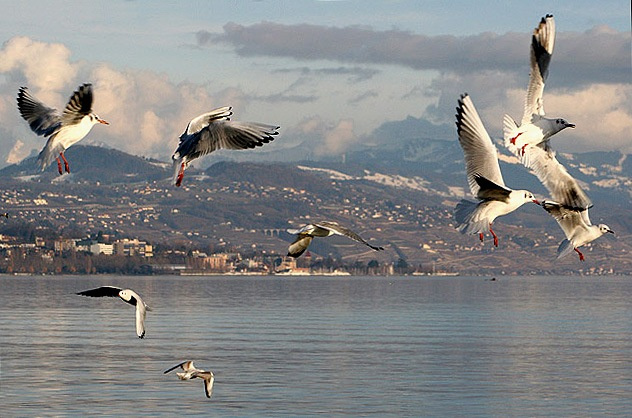 Lac Leman 