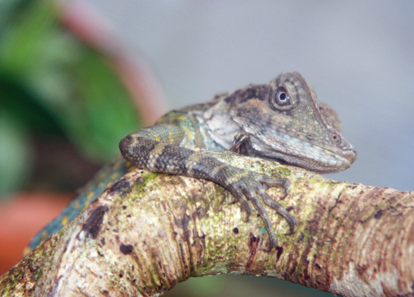 I am watching you... ящер