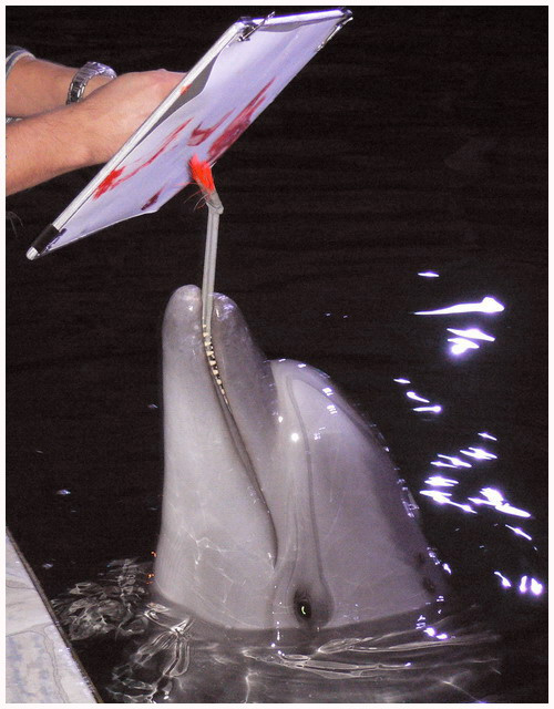Вдохновение дельфин, зоопарк, tursiops, truncatus