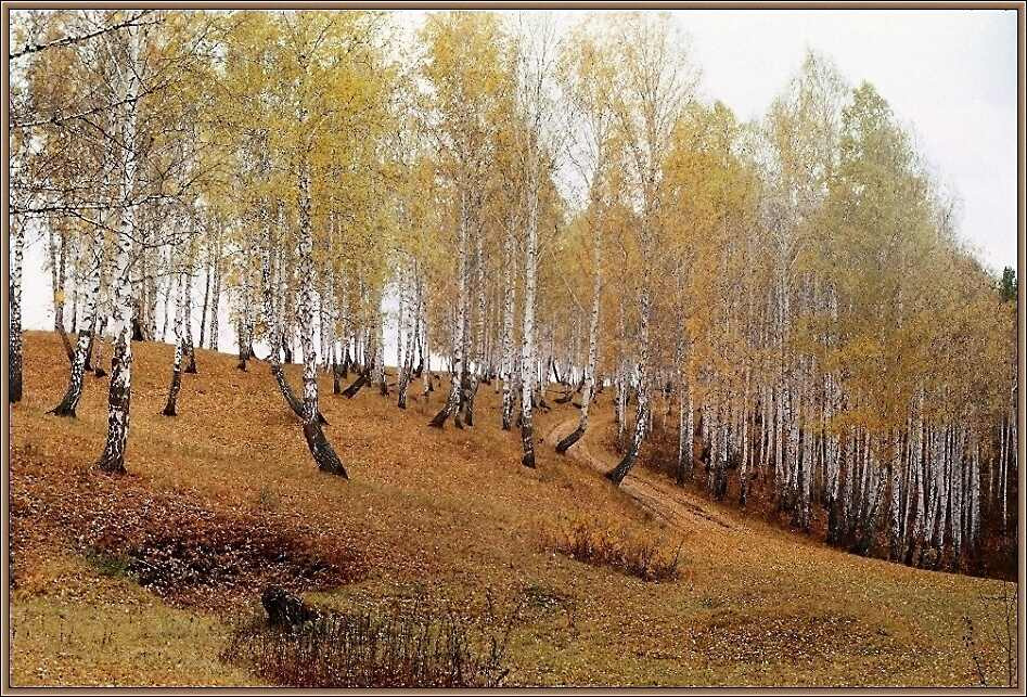 В ожидании зимы. осень, лес