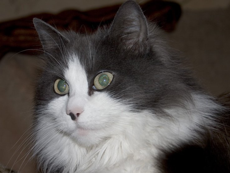 Взляд кошка
