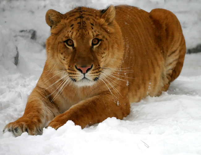 Я тебя пока не знаю... Лигр Liger