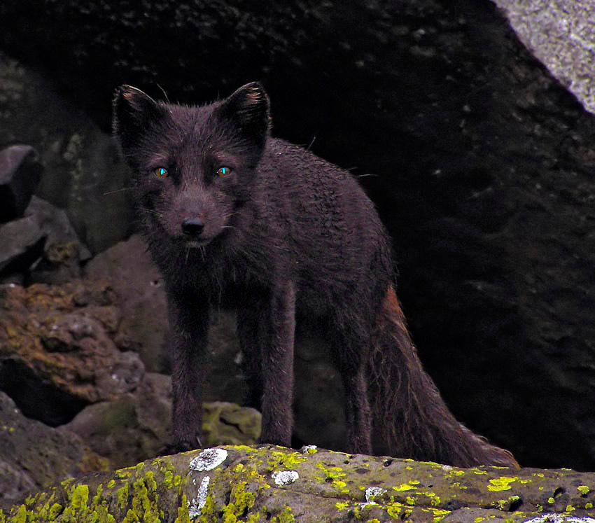 Кицунэ Песец, Alopex lagopus, Arctic Fox, St. Paul Island, Bering Sea, Alaska