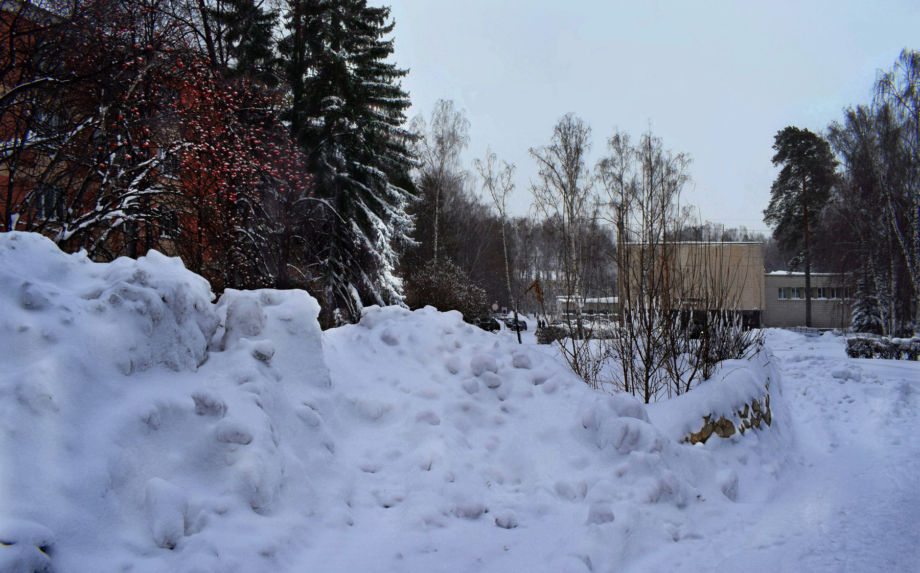 Зимний Академгородок. Январь. 
