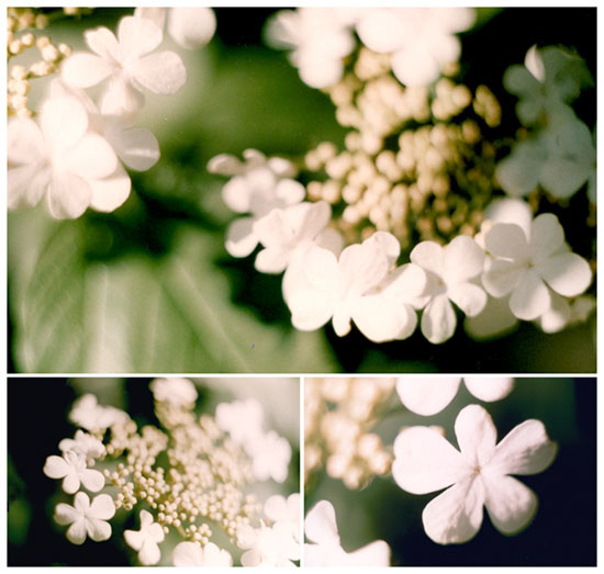 Японские мотивы. цветы mymy