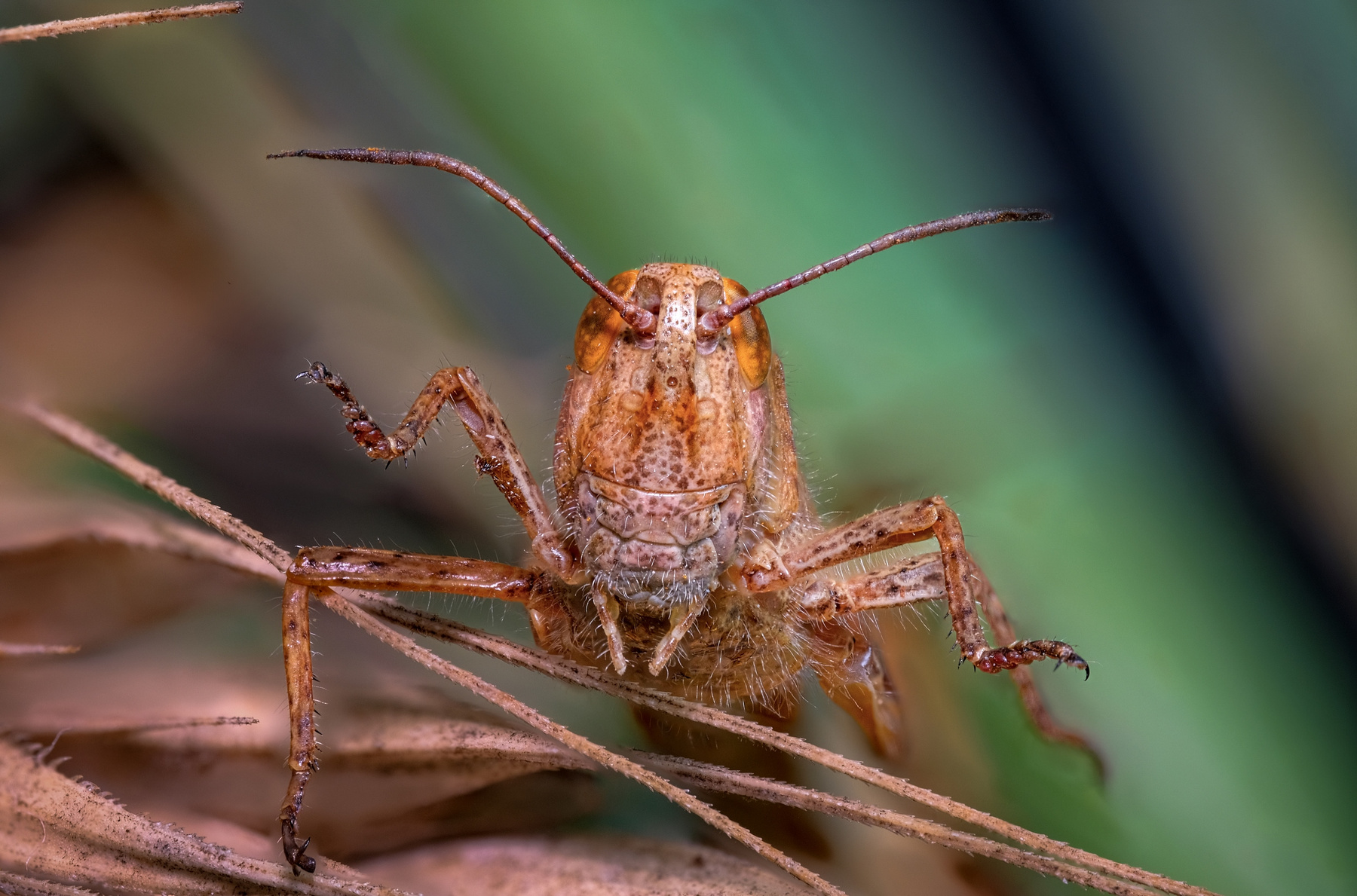 саранча саранча Acrididae макро