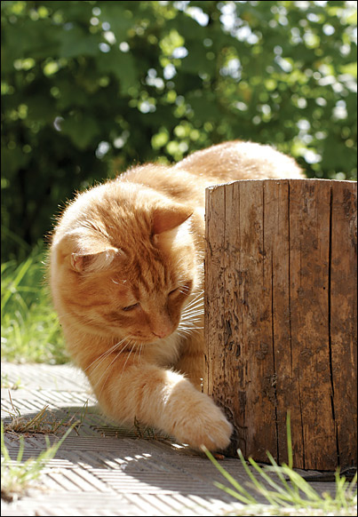*** кот cat