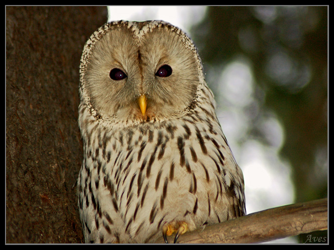Длиннохвостая неясыть (Strix uralensis) длиннохвостая неясыть