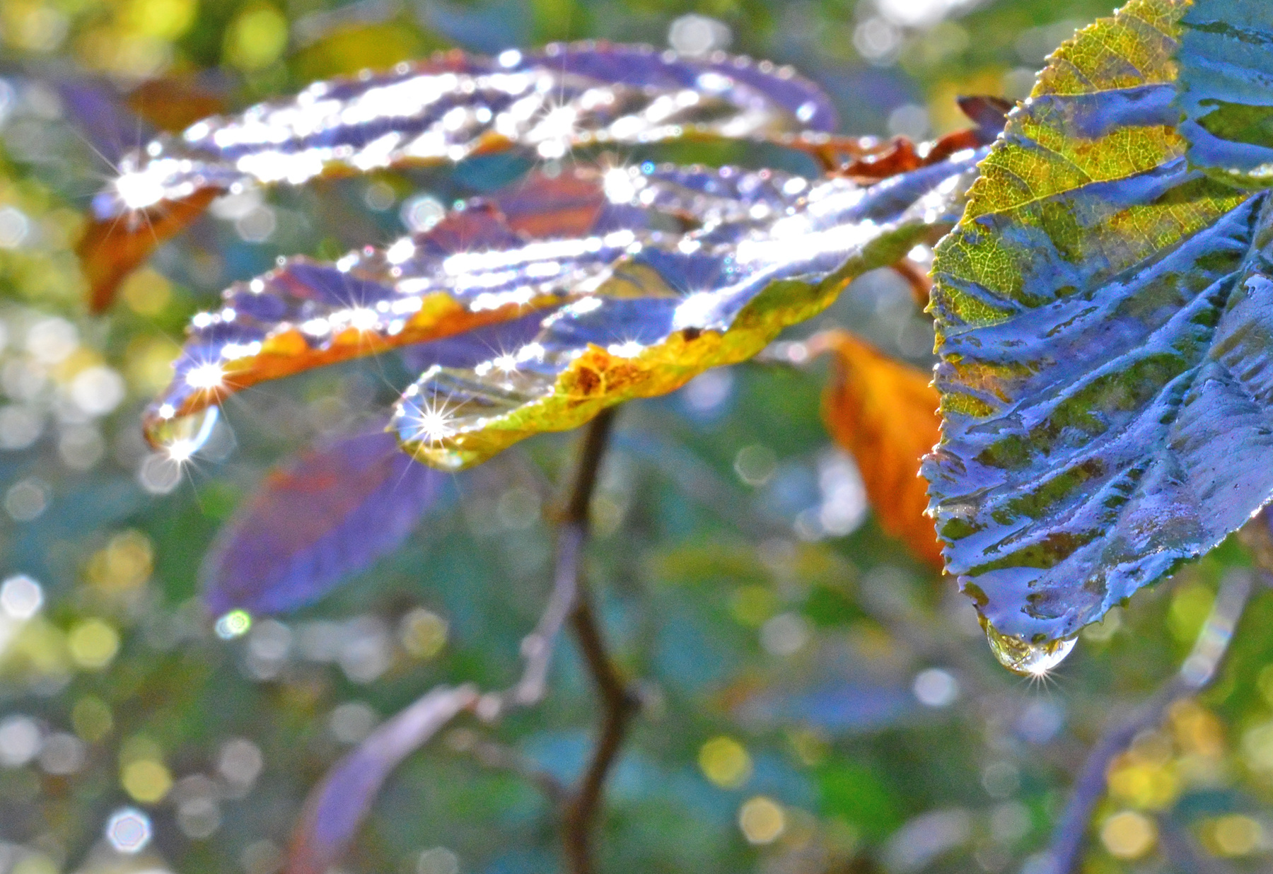wet autumn 
