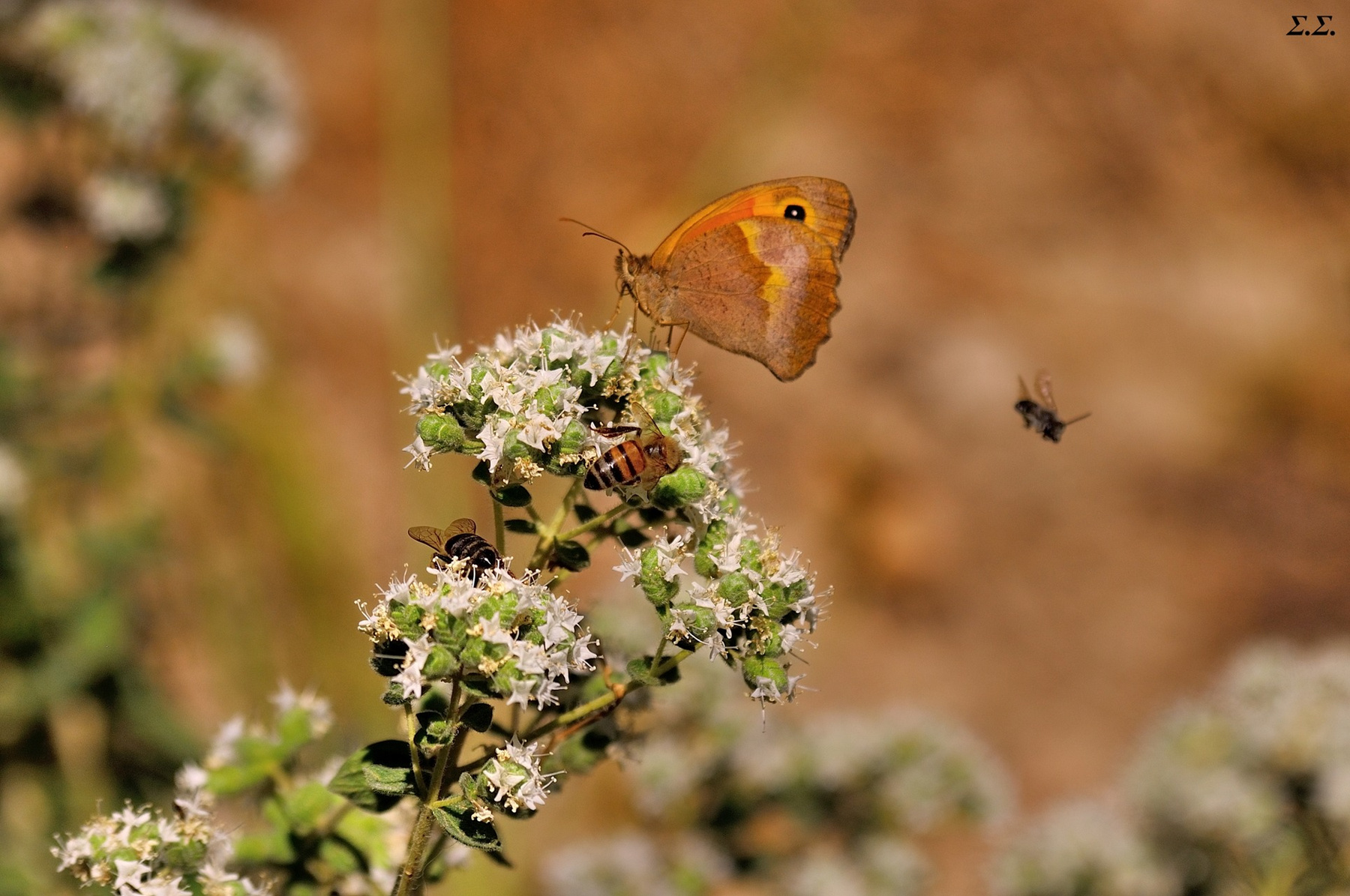 CROWDED OREGANO FLOWERS 