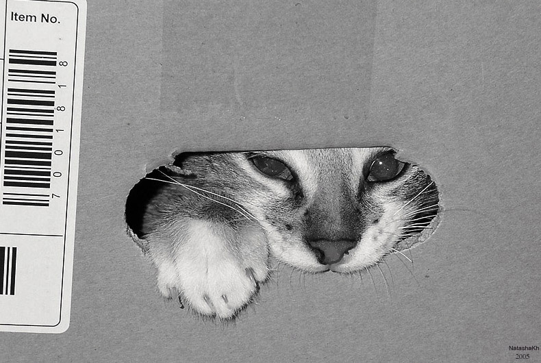 Переезд кот переезд