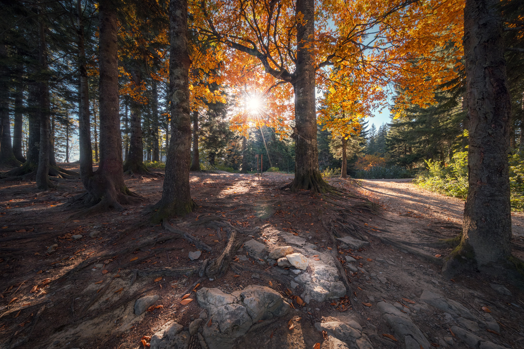 Autumn Sun In Tskhrajvari Forest tskhrajvari mountain forest sun autumn fall imereti trees mountains nature view landscape scenery travel outdoors georgia sakartvelo chizh