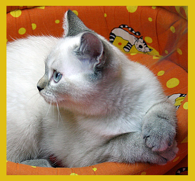Кисуля Кошка, cat