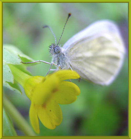 Пробуждение Бабочка, Макро, Весна, Первоцвет, Primrose, Spring, Macro, Butterfly