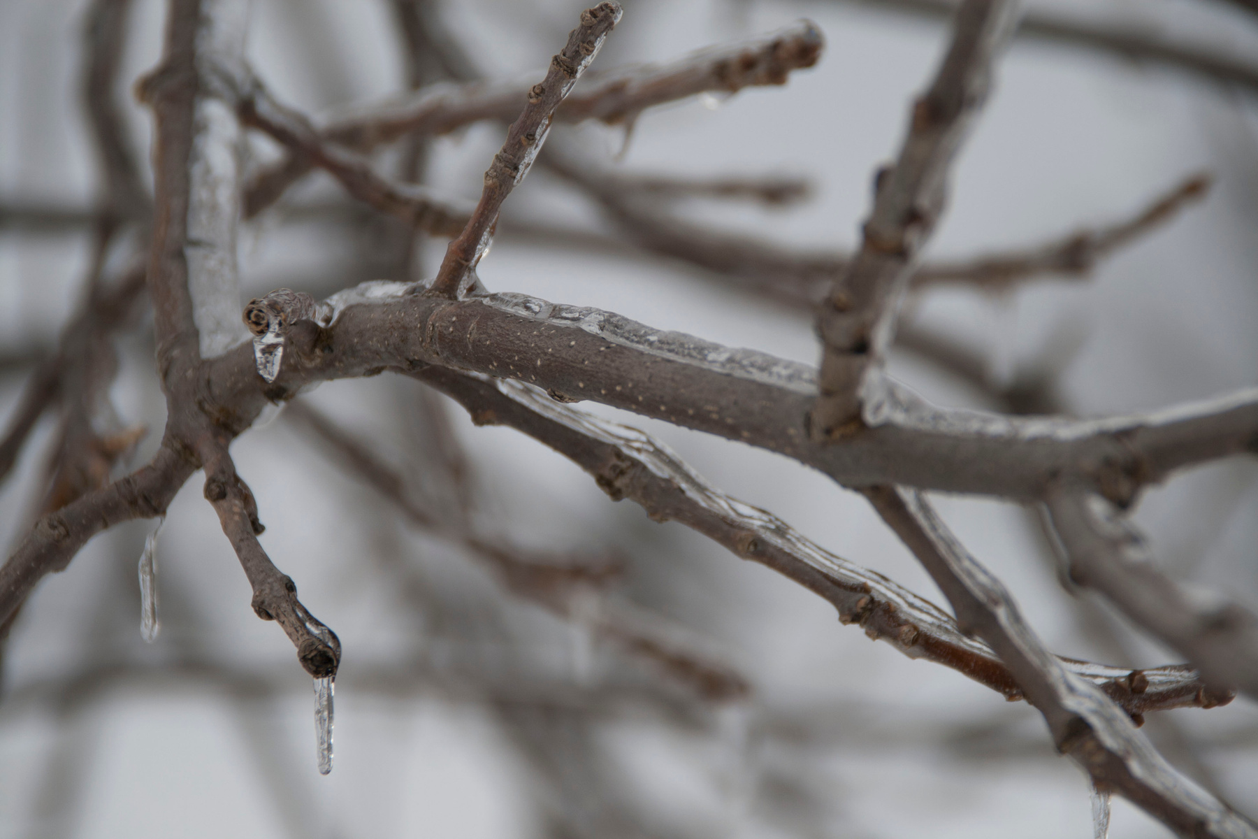 ice tree ice