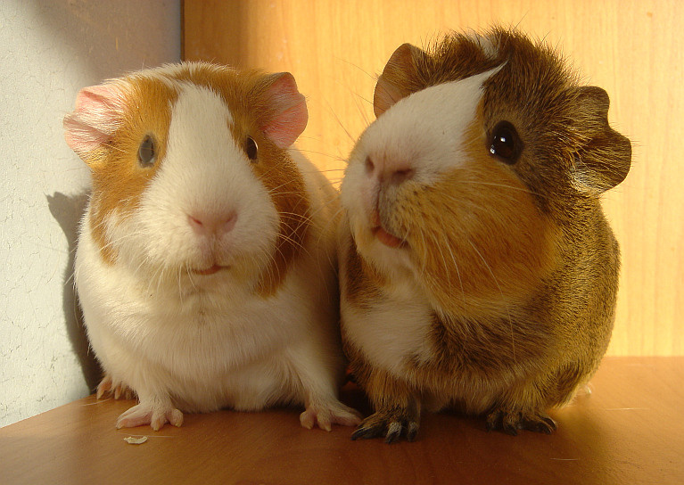 Парочка свинка cavia