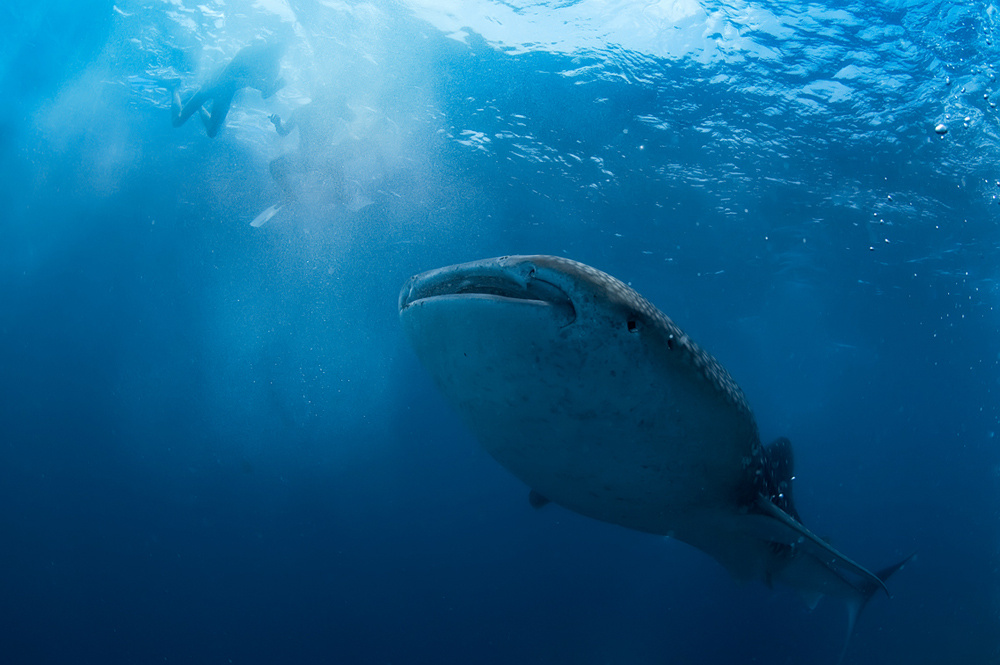 Попались голубчики... Whale shark китовая акула мальдивы подводный мир 