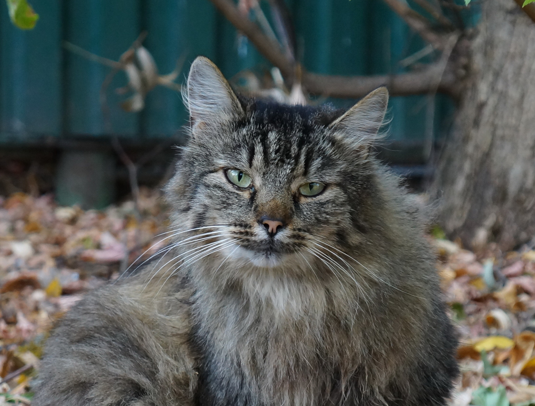 Котик 
