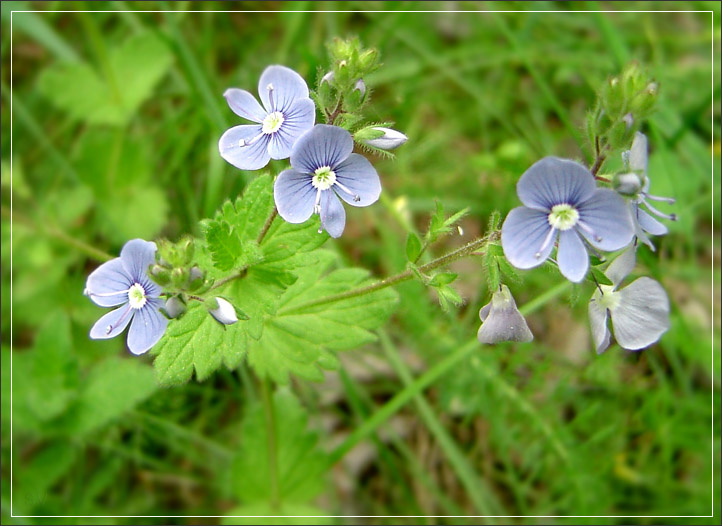 Памятки. природа цветы незабудки flower