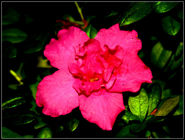 Аленький цветочек цветок цветочек алый аленький макро flower macro