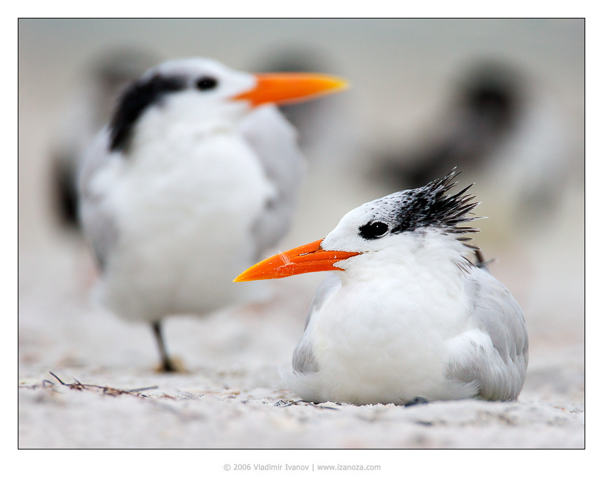 Королевская знать королевская крачка royal tern Florida US