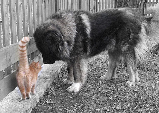 Периметр собака кошка