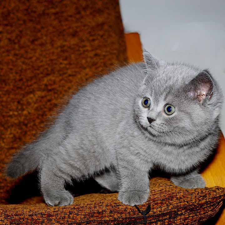 просто котенок британский голубой кот кошка котенок