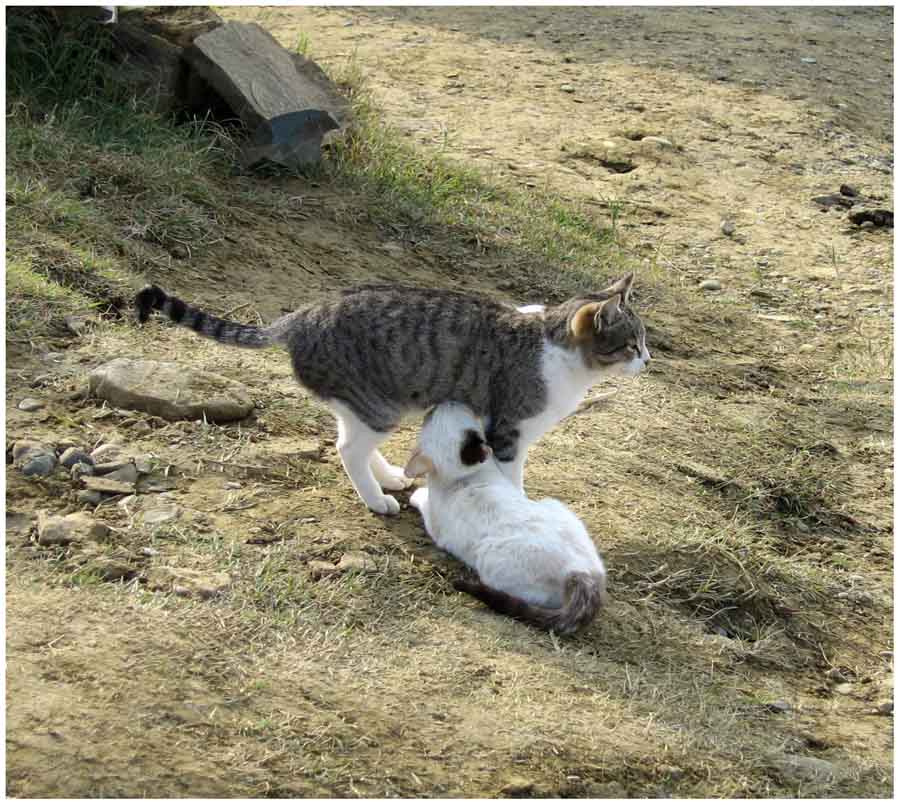 * koshka kotenok
