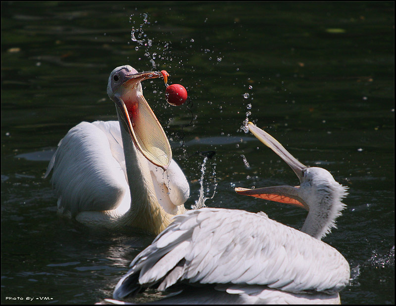 PelicanBall 
