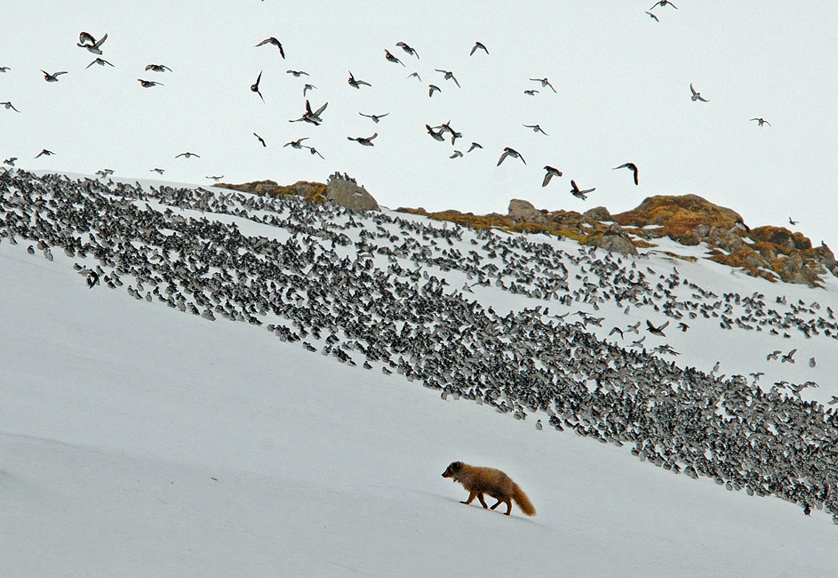 Потребители и потребляемые Песец, Alopex lagopus, конюга-крошка, Aethia pusilla, Least Auklet, Arctic Fox, St. George Island, the Pribilofs, Bering Sea, Alaska