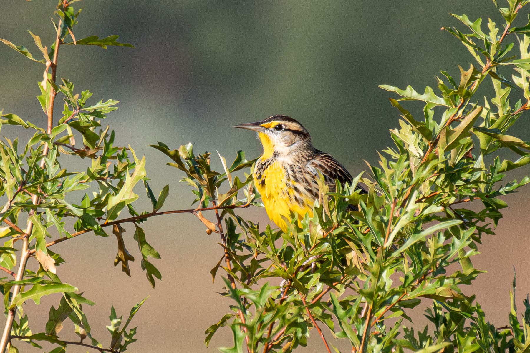 Я на солнышке сижу... Восточный луговой трупиал Eastern Meadowlark