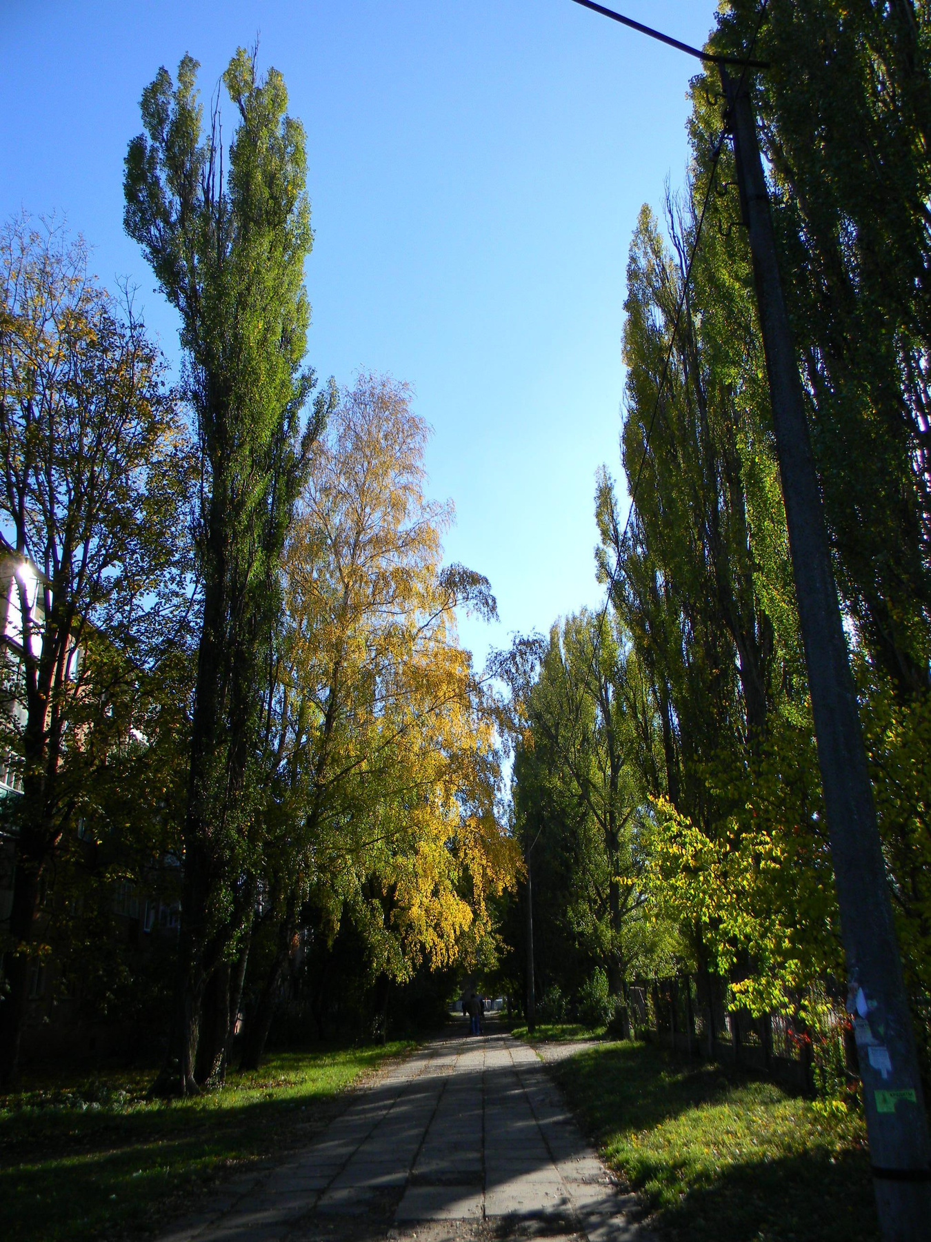 аллея осень