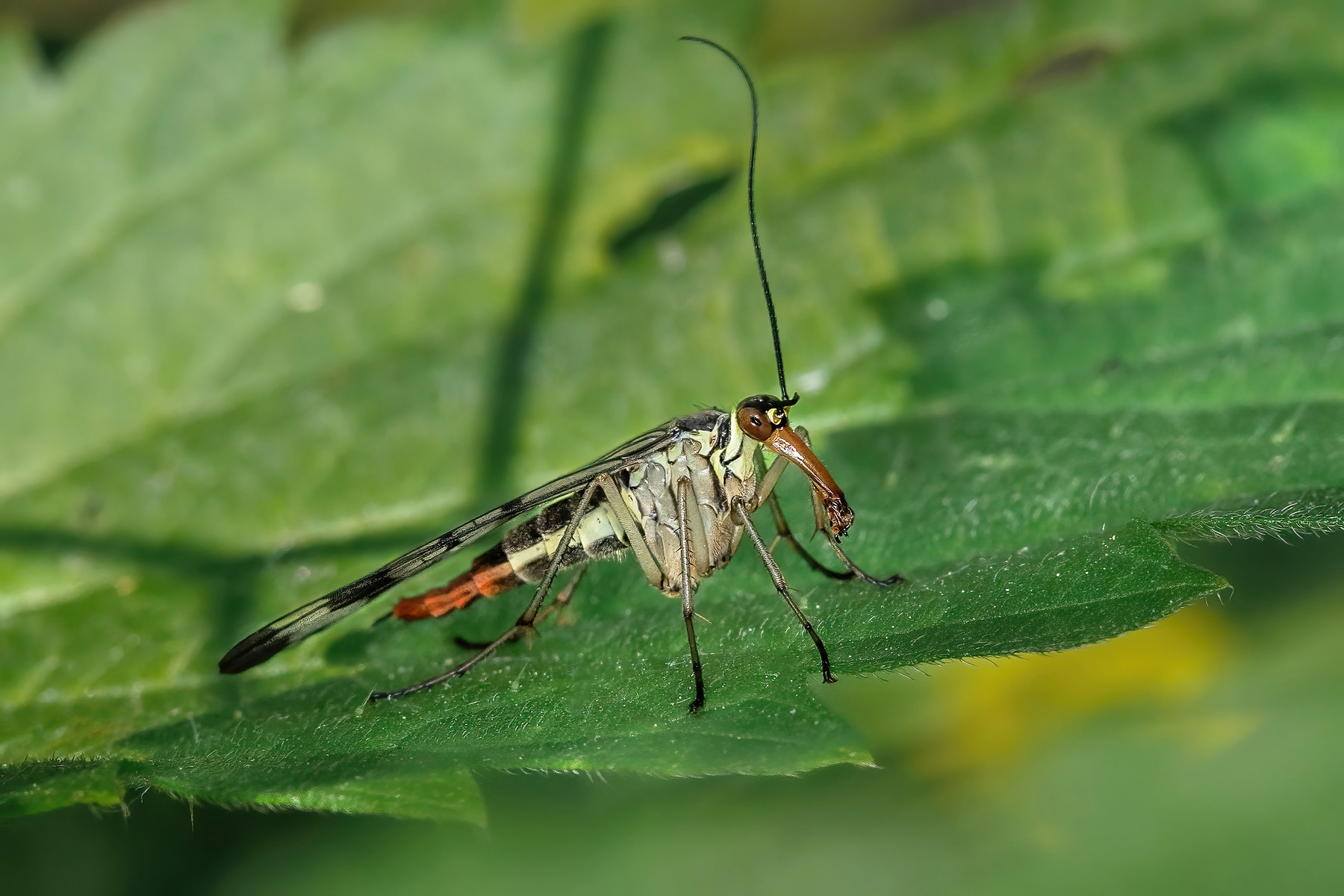 Mecoptera (Скорпионница) макро насекомые жук жуки муха скорпионница canon r6