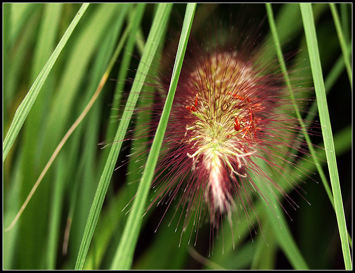 firework 