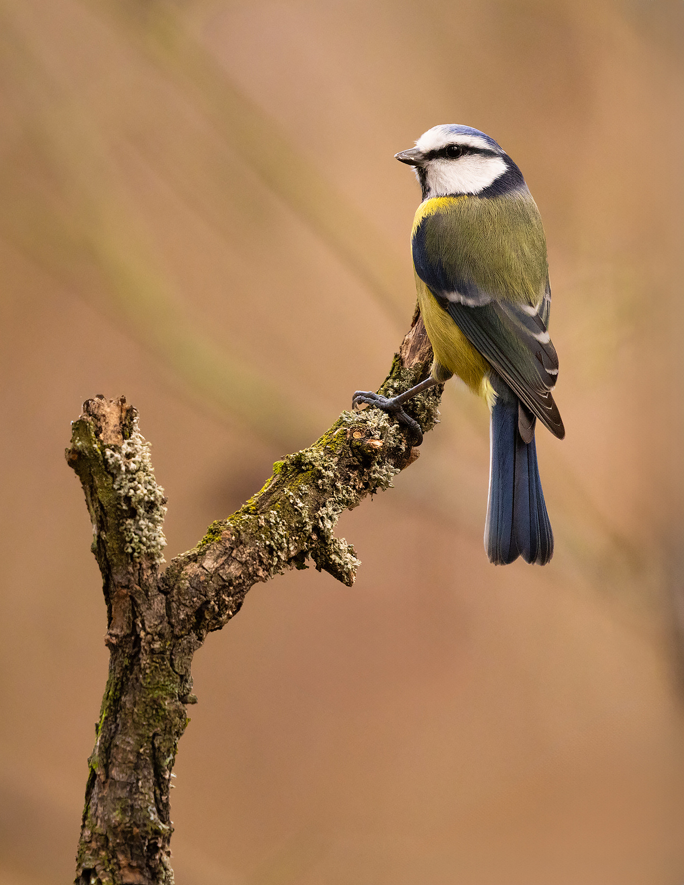 Titmouse 