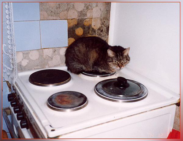 Самое главное найти в этой жизни свое место (2) кошка место