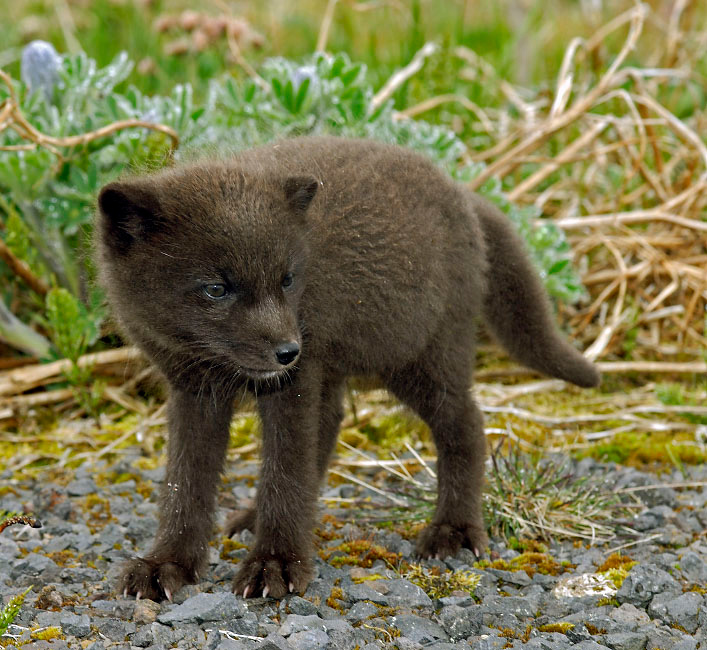Найденыш Песец, Alopex lagopus, Остров Св. Георгия, о-ва Прибылова, Arctic Fox, St. George Island, the Pribilofs, Bering Sea, Alaska