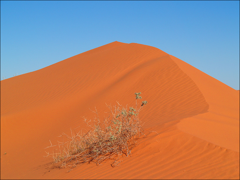 Simpson desert. Big Red. Simpson desert Big Red dune.
