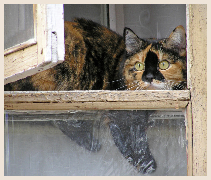 Форточница котофото
