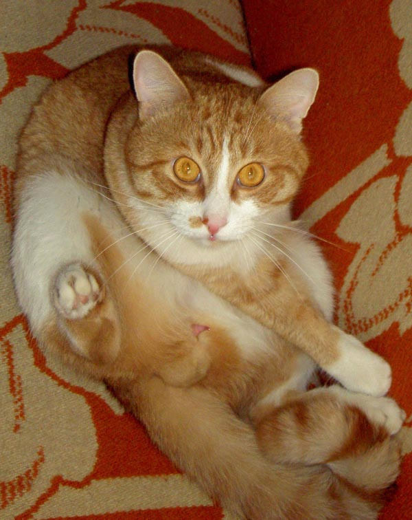 Ню кот, ню