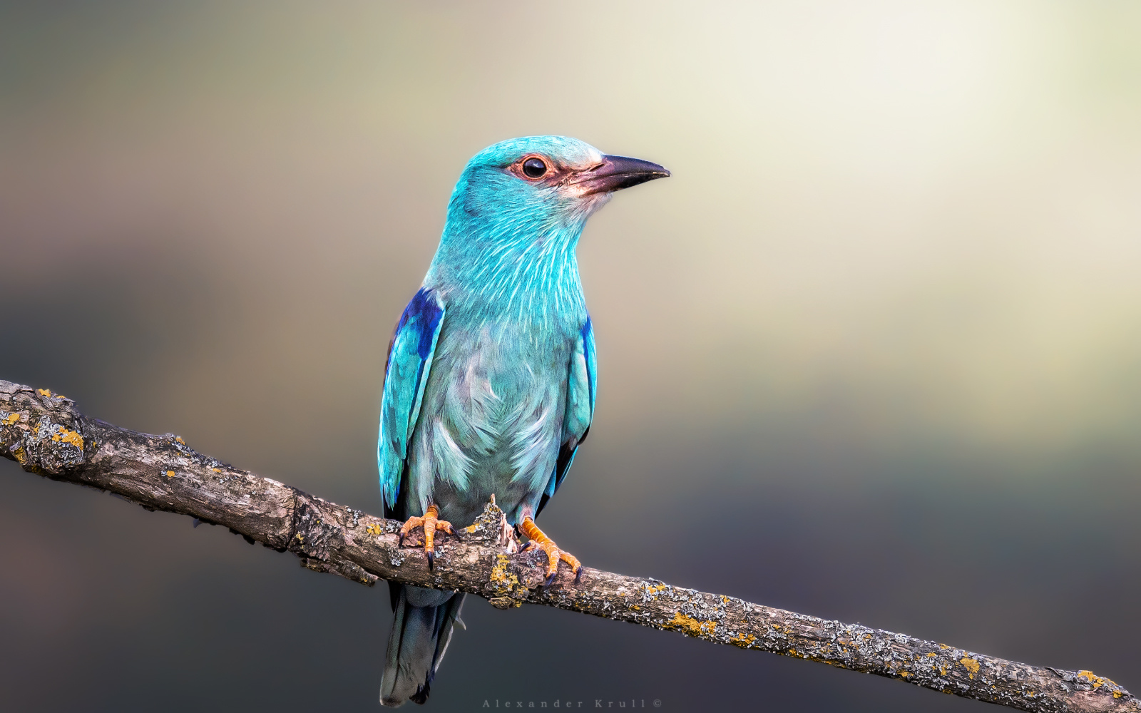 Крылатая лазурь сизоворонка обыкновенная ракша coracias garrulus
