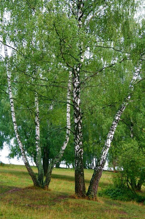 ТаРусские березки... природа деревья