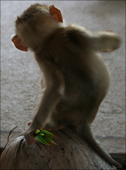 Мелкий... обезьяна monkey school thailand sura thani